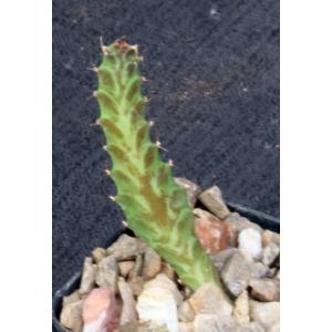 Euphorbia stellata 2-inch pots