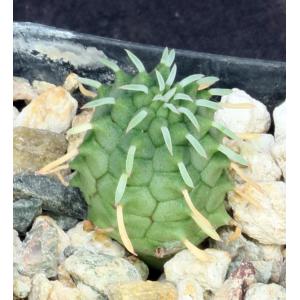 Euphorbia stellispina 2-inch pots