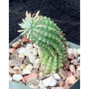 Euphorbia stellispina 4-inch pots