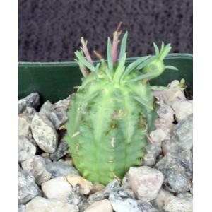 Euphorbia stellispina 2-inch pots