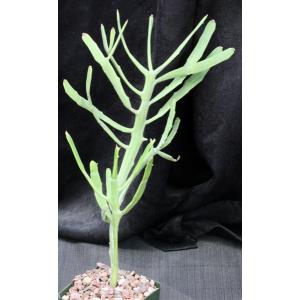 Euphorbia stenoclada ssp. ambatofinandranae 5-inch pots