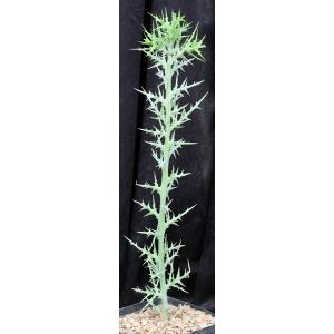 Euphorbia stenoclada ssp. stenoclada one-gallon pots