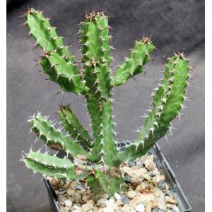 Euphorbia susan-holmesiae 5-inch pots