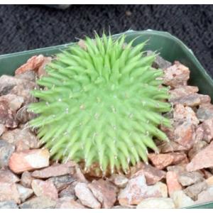 Euphorbia susannae 4-inch pots