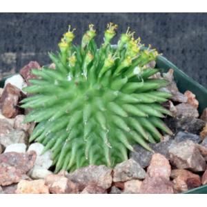 Euphorbia susannae 4-inch pots