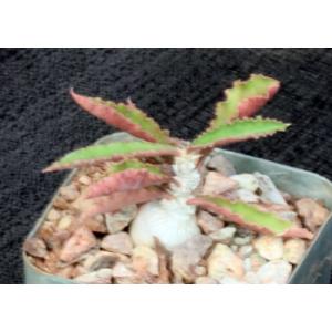 Euphorbia suzannae-marnierae 4-inch pots