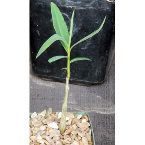 Euphorbia tanquahuete 4-inch pots
