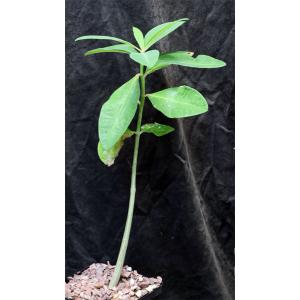 Euphorbia tanquahuete 5-inch pots