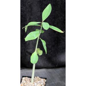 Euphorbia tanquahuete 5-inch pots
