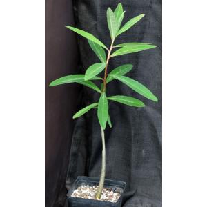 Euphorbia tanquahuete one-gallon pots