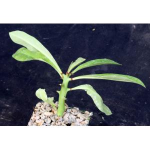 Euphorbia teke 4-inch pots