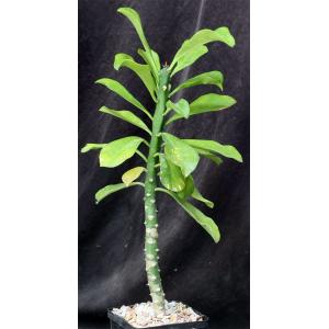 Euphorbia teke 5-inch pots