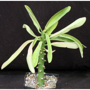 Euphorbia teke one-gallon pots
