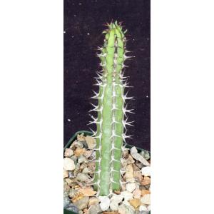Euphorbia tescorum (PV 2496) 4-inch pots