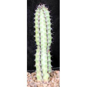 Euphorbia tescorum 5-inch pots