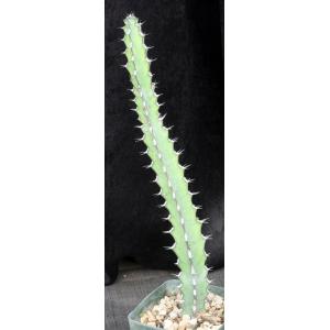 Euphorbia tescorum (Lav 12516) 5-inch pots