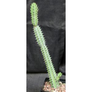 Euphorbia tescorum (Powys 766) one-gallon pots