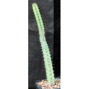 Euphorbia tescorum (Powys 766) 5-inch pots