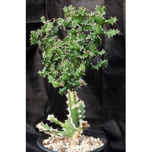Euphorbia tortilis 2-gallon pots