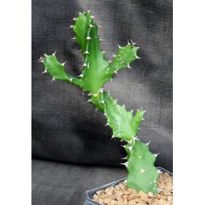 Euphorbia tortilis 5-inch pots