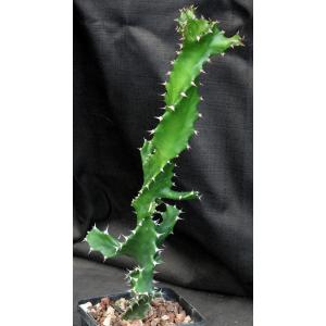 Euphorbia tortilis 5-inch pots