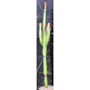 Euphorbia trigona (red) 2-gallon pots