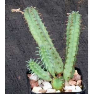 Euphorbia tubiglans 2-inch pots