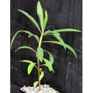 Euphorbia umbraculiformis 4-inch pots