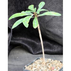 Euphorbia umbraculiformis 5-inch pots