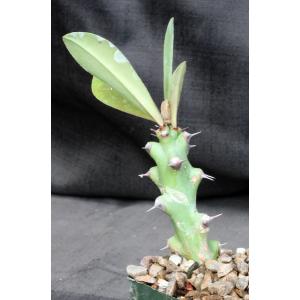 Euphorbia undulatifolia 4-inch pots
