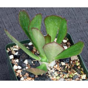 Euphorbia unispina 4-inch pots