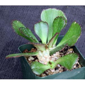 Euphorbia unispina 4-inch pots