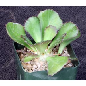 Euphorbia unispina 4-inch pots