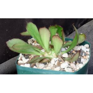 Euphorbia unispina 5-inch pots