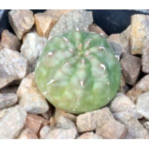 Euphorbia valida (GM 007) 2-inch pots