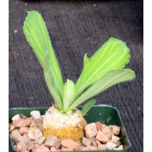 Euphorbia venenifica 4-inch pots