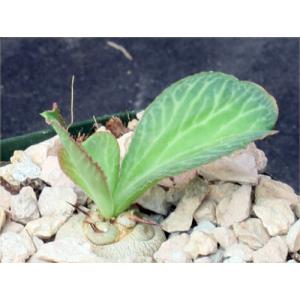 Euphorbia venenifica 4-inch pots