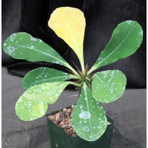 Euphorbia viguieri var. vilanandrensis 4-inch pots