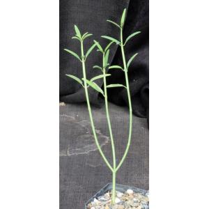 Euphorbia xantii 4-inch pots