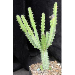Euphorbia zoutpansbergensis one-gallon pots