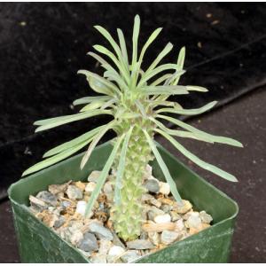 Euphorbia clandestina 4-inch pots