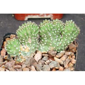 Euphorbia sp. Edward Hummell (crest) 4-inch pots