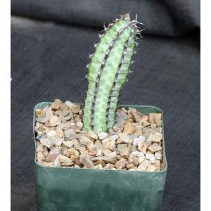 Euphorbia tescorum 5-inch pots