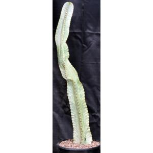 Euphorbia ammak (variegated) 3-gallon pots