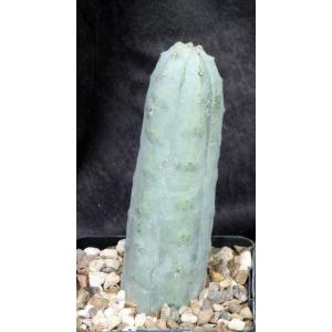 Euphorbia abdelkuri 5-inch pots