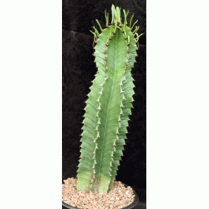 Euphorbia abyssinica 2-gallon pots