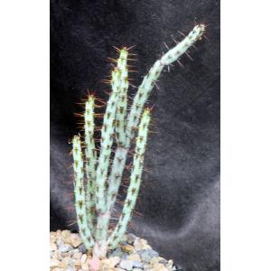 Euphorbia aeruginosa (major) 5-inch pots