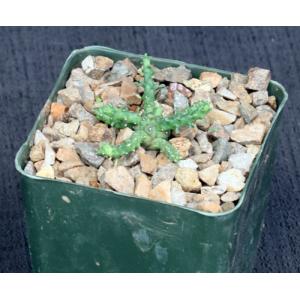 Euphorbia albipollinifera 4-inch pots