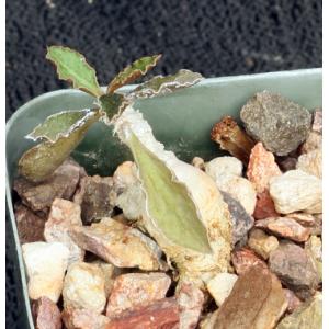 Euphorbia ambovombensis 2-inch pots