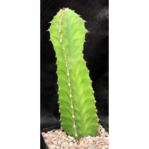 Euphorbia ammak one-gallon pots